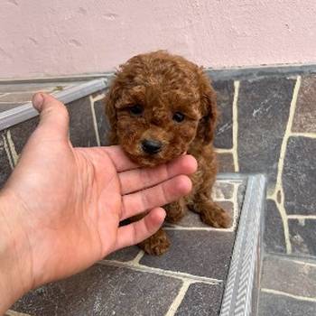 Toy pudle vrhunski kvalitet