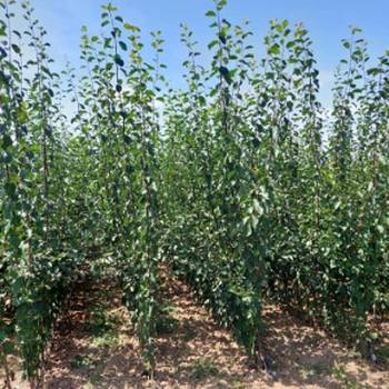 Razne sadnice iz rasadnika nastić Dragana