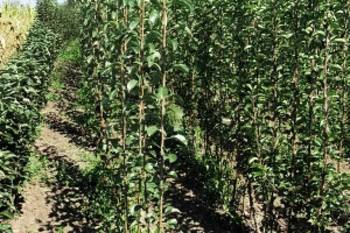 Razne sadnice iz rasadnika nastić Dragana