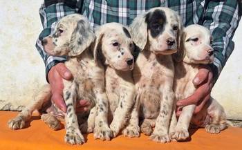 Engleski Seter štenci