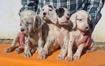 Engleski Seter štenci