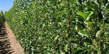 Rasadnik nastic SAŠE prodaja voćnih sadnica