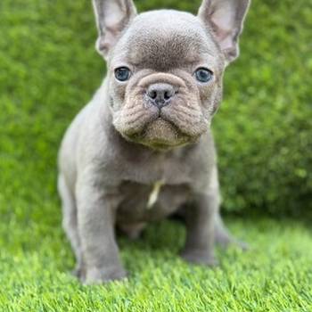 Prelepi štenci Francuskog Buldoga