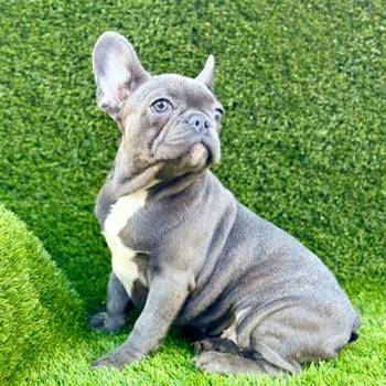 Prelepi štenci Francuskog Buldoga