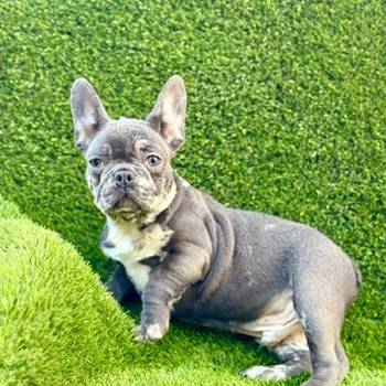 Prelepi štenci Francuskog Buldoga