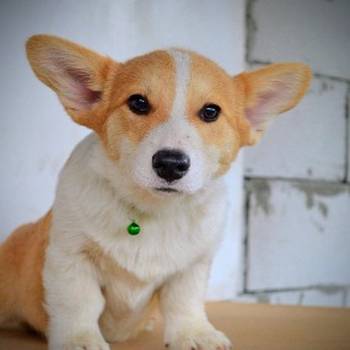 Welsh Corgi Pembroke štenci