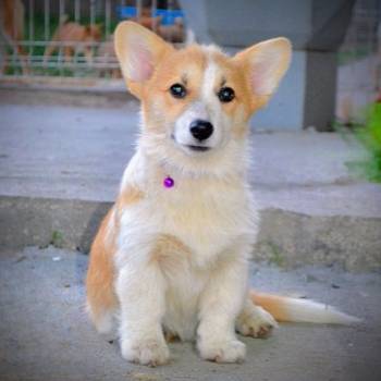 Welsh Corgi Pembroke štenci