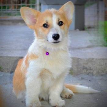 Welsh Corgi Pembroke štenci