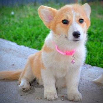 Welsh Corgi Pembroke štenci