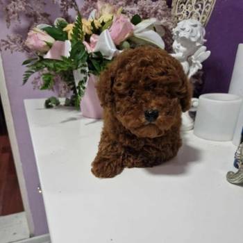 Neodoljivi stenci Toy pudle