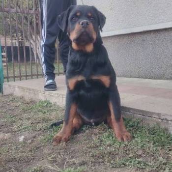 Rotvajler, vrhunsko leglo