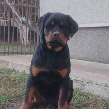 Rotvajler, vrhunsko leglo