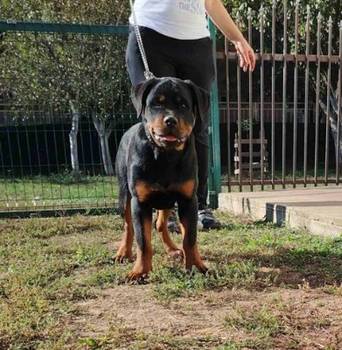 Rotvajler, vrhunsko leglo