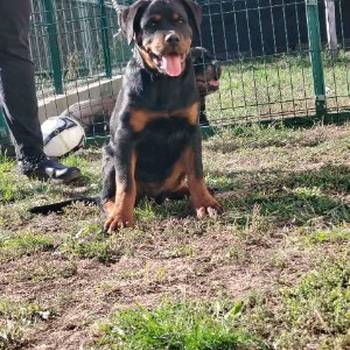 Rotvajler, vrhunsko leglo