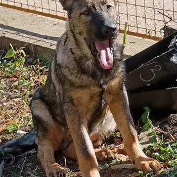 Nemački ovčar štenci