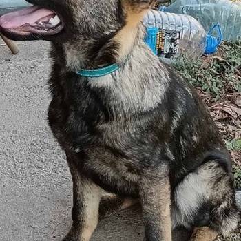 Nemački ovčar štenci