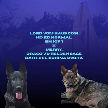 Nemački ovčar štenci