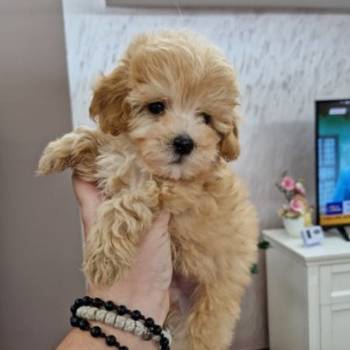 Neodoljivi stenci maltipoo