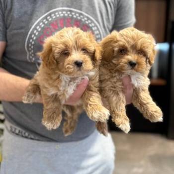 Neodoljivi stenci maltipoo