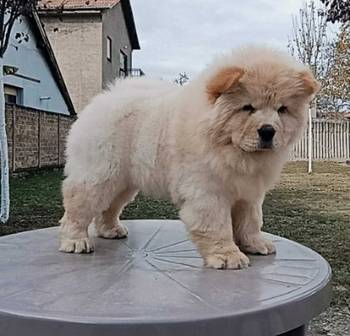 Na prodaju dva mužjaka chow chow stari tri meseca