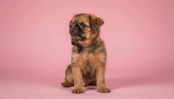 Briselski Grifon – vrhunsko muško štene