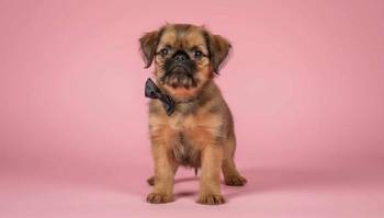 Briselski Grifon – vrhunsko muško štene