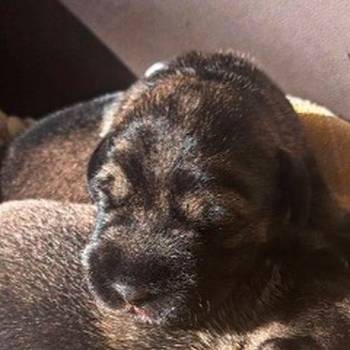 Srednji šnaucer, štenci