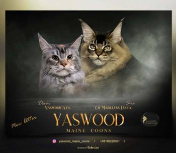 Maine Coon / Mejn Kun macici