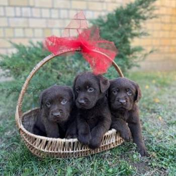 Labrador retriver štenci