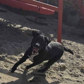 Mlado štene crne mešanke, udomljavanje!