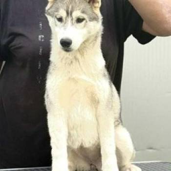 Sibirski Haski žensko štene