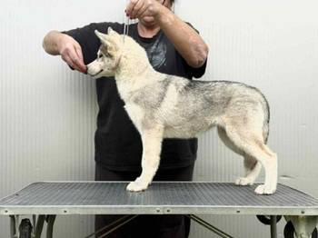 Sibirski Haski žensko štene