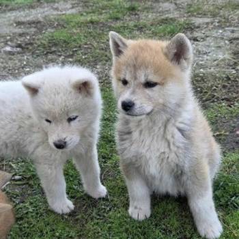Japanska Akita, štenci