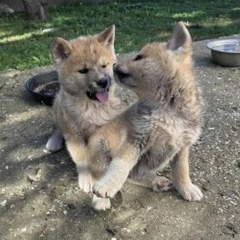 Japanska Akita, štenci