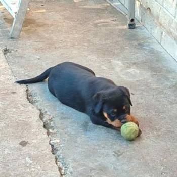 Prelepa štenad Rotvajlera, 2 meseca starosti