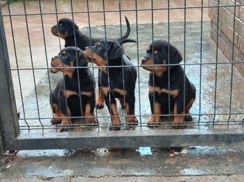 Prelepa štenad Rotvajlera, 2 meseca starosti