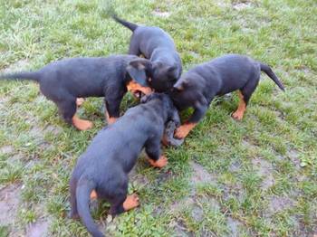 Prelepa štenad Rotvajlera, 2 meseca starosti