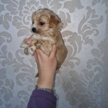 Prodajem preslatke kuce maltipoa