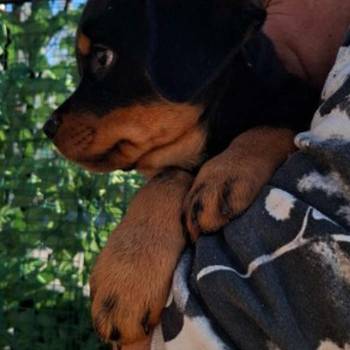 Rotvajler 4 muška šteneta