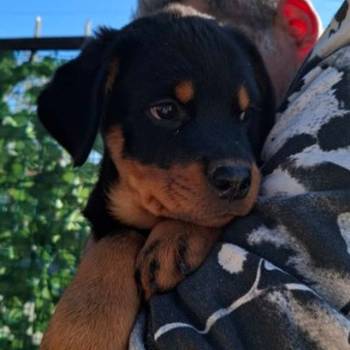 Rotvajler 4 muška šteneta