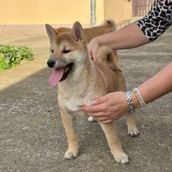 Shiba inu štenci