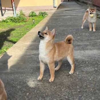 Shiba inu štenci