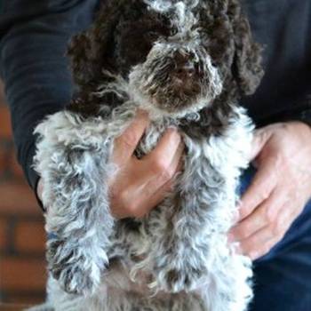 Lagotto Romagnolo štenci