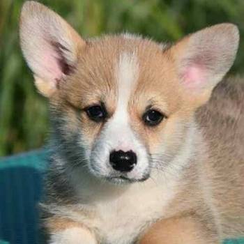 Welsh Corgi Pembroke Velški Korgi