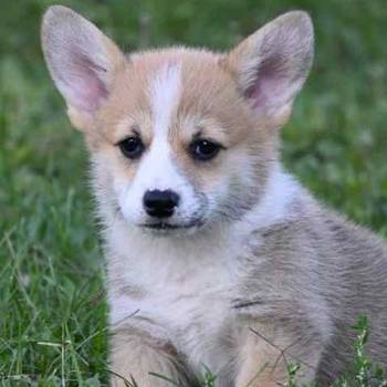 Welsh Corgi Pembroke Velški Korgi