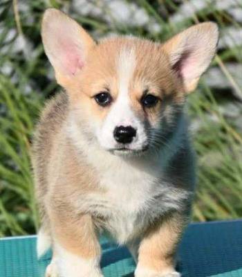 Welsh Corgi Pembroke Velški Korgi
