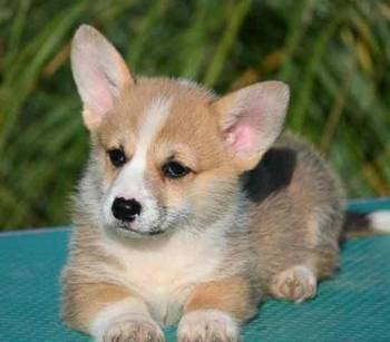 Welsh Corgi Pembroke Velški Korgi