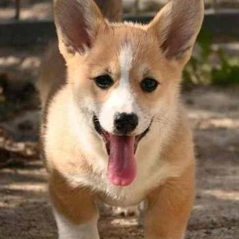 Welsh Corgi Pembroke Velški Korgi