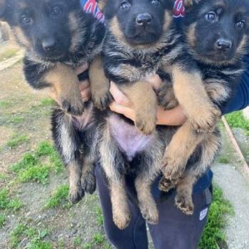 Štenci nemačkog ovčara