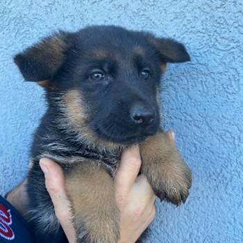 Štenci nemačkog ovčara